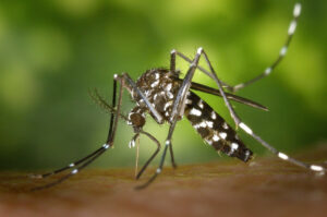 Curiosidades que você não sabia sobre mosquitos