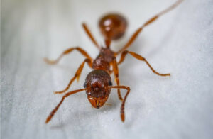 Formigas gostam de açúcar: verdade ou mentira?